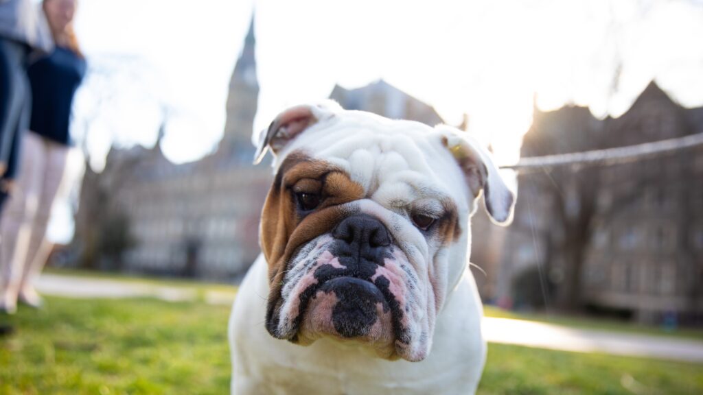 Jack the Bulldog outdoors on campus