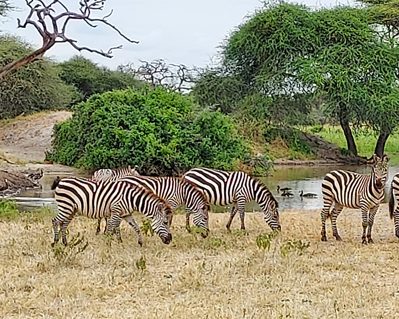 Zebras grazing in the African wilderness