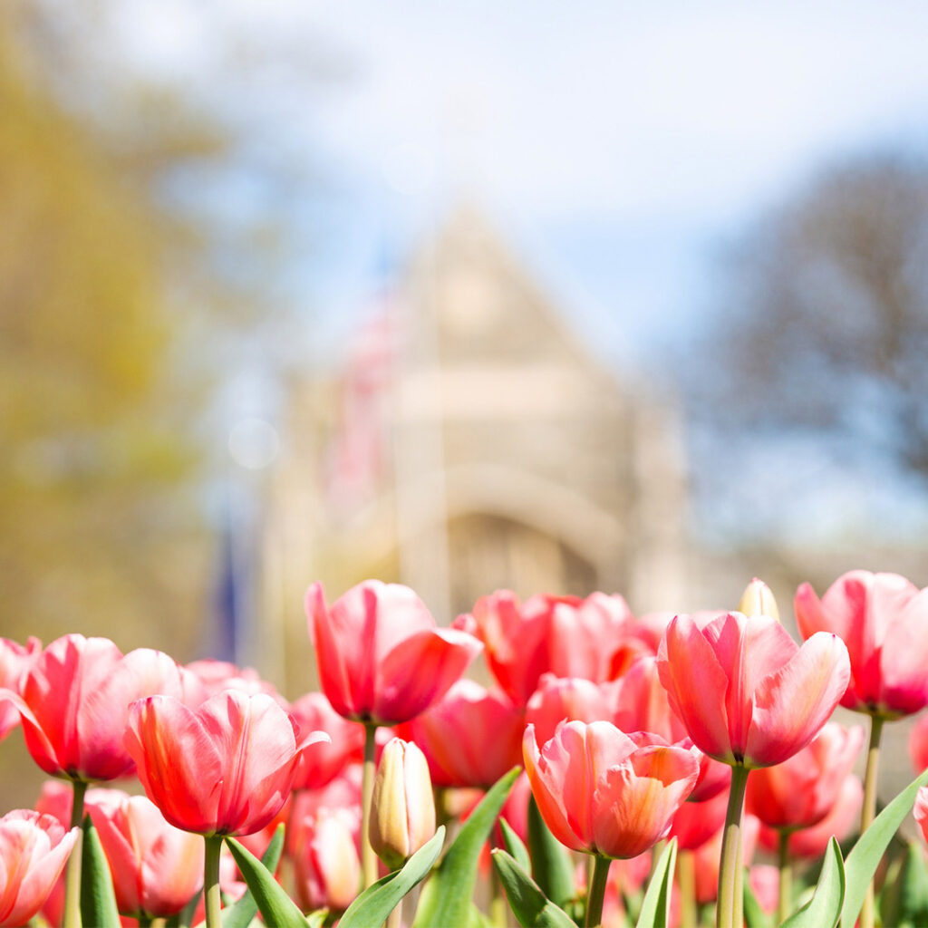 Spring tulips are in focus in the foreground while campus buildings are in the background