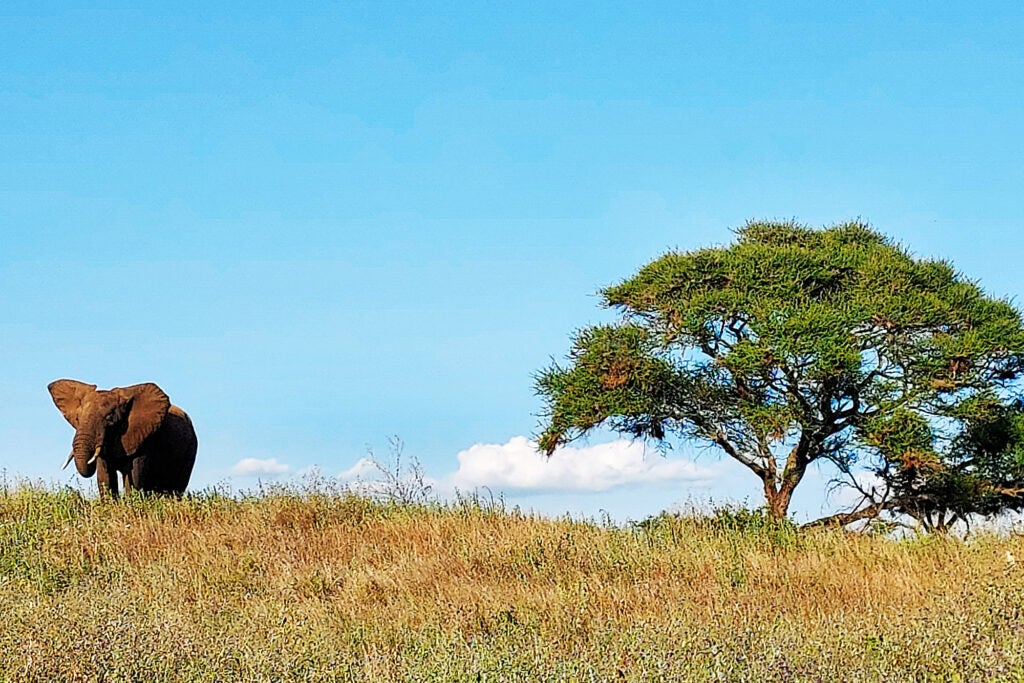 An elephant on the African savanna