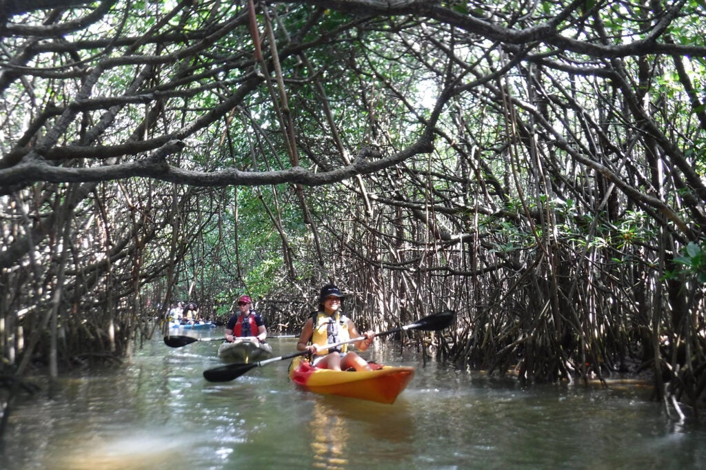 Blackston kayaking through dense branches